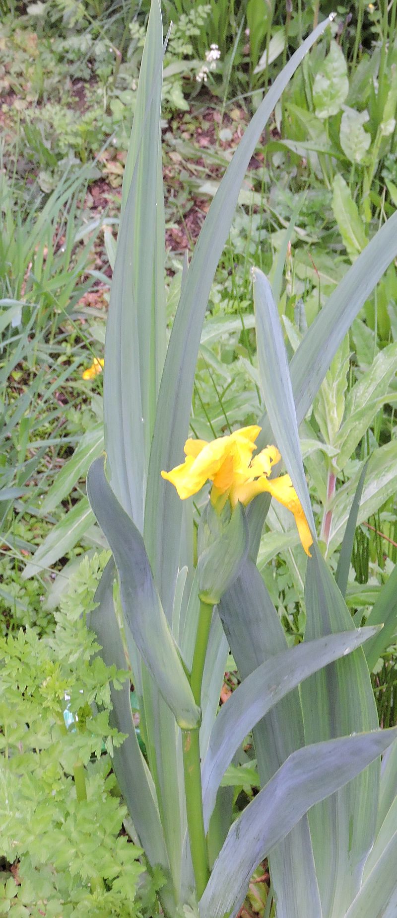 Yellow Flag Iris